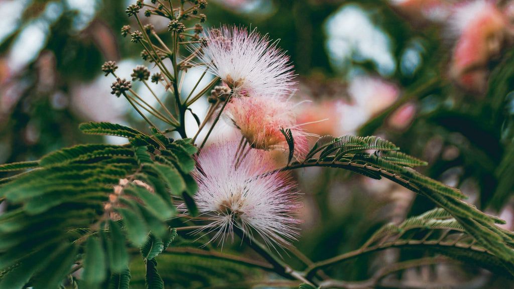 A Deep Dive Into Mimosa Bark Extract for Mood and Mental Clarity