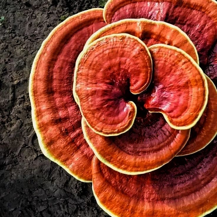 The Complete Guide to Reishi Mushroom: Uses, Benefits, and What Science Says