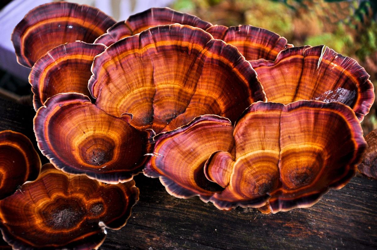 Reishi Mushroom: Nature’s Support for Calm and Sleep
