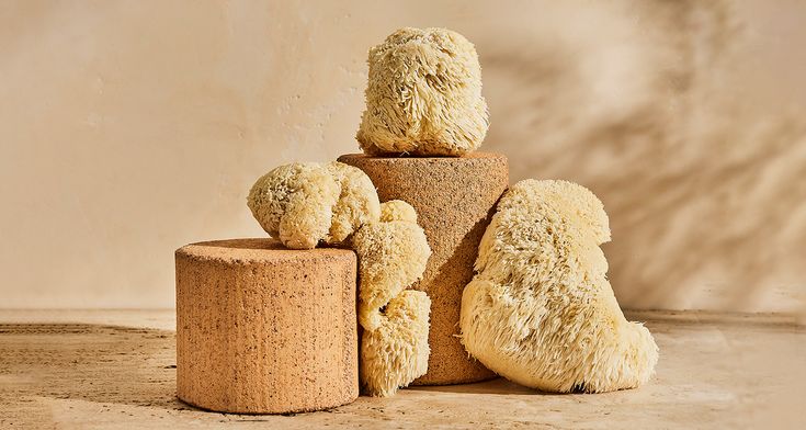 Lion’s Mane and Cordyceps: The Functional Mushrooms Powering Focus Coffee