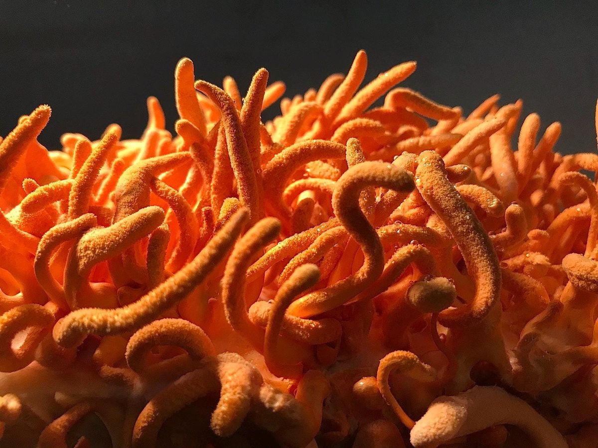 Why Cordyceps Is the Go-To Mushroom for Natural Energy